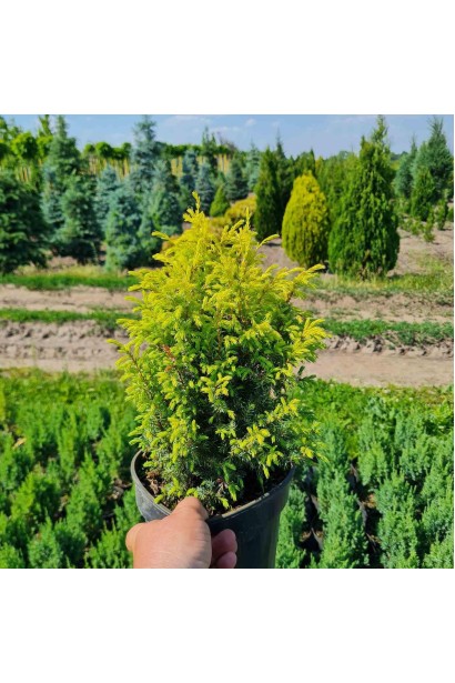 Можжевельник обыкновенный Голд Кон - 5л/вис.35-45см/Ø15-25см